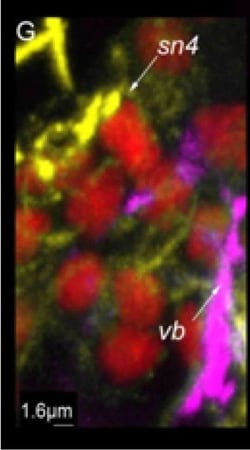 Invitrogen Goat anti-Rabbit IgG (H+L) Cross-Adsorbed Secondary Antibody,