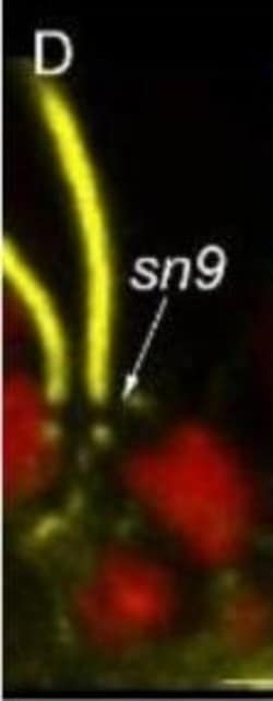 Invitrogen Goat anti-Rabbit IgG (H+L) Cross-Adsorbed Secondary Antibody,