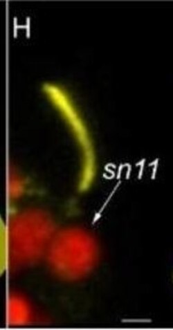 Invitrogen Goat anti-Rabbit IgG (H+L) Cross-Adsorbed Secondary Antibody,
