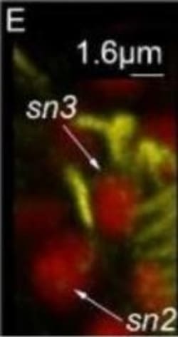 Invitrogen Goat anti-Rabbit IgG (H+L) Cross-Adsorbed Secondary Antibody,