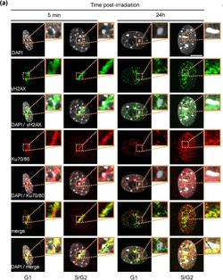 Invitrogen Donkey anti-Mouse IgG (H+L) Highly Cross-Adsorbed Secondary