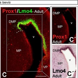 Invitrogen Chicken anti-Rabbit IgG (H+L) Cross-Adsorbed Secondary Antibody,