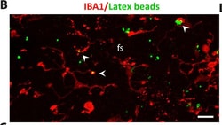 Invitrogen Donkey anti-Rabbit IgG (H+L) Highly Cross-Adsorbed Secondary