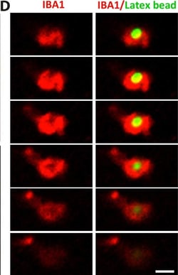 Invitrogen Donkey anti-Rabbit IgG (H+L) Highly Cross-Adsorbed Secondary