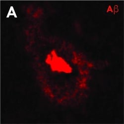 Invitrogen Goat anti-Mouse IgG (H+L) Cross-Adsorbed Secondary Antibody,