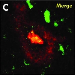 Invitrogen Goat anti-Mouse IgG (H+L) Cross-Adsorbed Secondary Antibody,