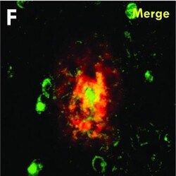 Invitrogen Goat anti-Mouse IgG (H+L) Cross-Adsorbed Secondary Antibody,