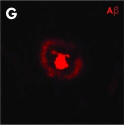 Invitrogen Goat anti-Mouse IgG (H+L) Cross-Adsorbed Secondary Antibody,