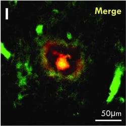Invitrogen Goat anti-Mouse IgG (H+L) Cross-Adsorbed Secondary Antibody,