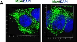 Invitrogen Donkey anti-Mouse IgG (H+L) Highly Cross-Adsorbed Secondary