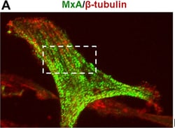 Invitrogen™ Donkey anti-Mouse IgG (H+L) Highly Cross-Adsorbed Secondary Antibody, Alexa Fluor™ 594