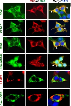 Invitrogen Donkey anti-Mouse IgG (H+L) Highly Cross-Adsorbed Secondary