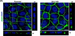 Invitrogen Donkey anti-Rabbit IgG (H+L) Highly Cross-Adsorbed Secondary