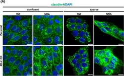 Invitrogen™ Donkey anti-Mouse IgG (H+L) Highly Cross-Adsorbed Secondary Antibody, Alexa Fluor™ 488