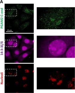 Invitrogen&trade;&nbsp;Goat anti-Rabbit IgG (H+L) Cross-Adsorbed Secondary Antibody, Alexa Fluor&trade; 633