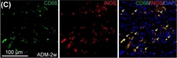 Invitrogen Donkey anti-Rabbit IgG (H+L) Highly Cross-Adsorbed Secondary