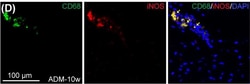 Invitrogen Donkey anti-Rabbit IgG (H+L) Highly Cross-Adsorbed Secondary