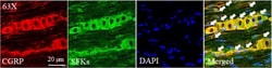 Invitrogen Donkey anti-Goat IgG (H+L) Cross-Adsorbed Secondary Antibody,