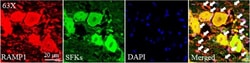 Invitrogen Donkey anti-Goat IgG (H+L) Cross-Adsorbed Secondary Antibody,