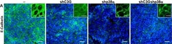 Invitrogen Goat anti-Rabbit IgG (H+L) Highly Cross-Adsorbed Secondary Antibody,