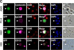 Invitrogen™ Goat anti-Mouse IgG (H+L) Cross-Adsorbed Secondary Antibody, Alexa Fluor™ 647