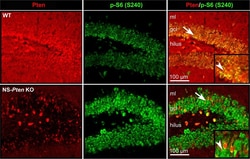 Invitrogen Goat anti-Rabbit IgG (H+L) Highly Cross-Adsorbed Secondary Antibody,