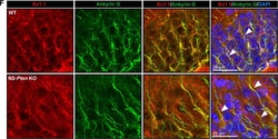 Invitrogen Goat anti-Mouse IgG (H+L) Highly Cross-Adsorbed Secondary Antibody,