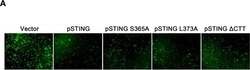 Invitrogen Goat anti-Rabbit IgG (H+L) Cross-Adsorbed Secondary Antibody,