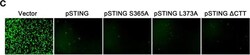 Invitrogen Goat anti-Rabbit IgG (H+L) Cross-Adsorbed Secondary Antibody,
