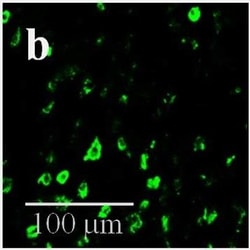 Invitrogen Donkey anti-Mouse IgG (H+L) Highly Cross-Adsorbed Secondary
