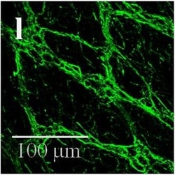 Invitrogen Donkey anti-Mouse IgG (H+L) Highly Cross-Adsorbed Secondary