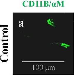 Invitrogen Donkey anti-Mouse IgG (H+L) Highly Cross-Adsorbed Secondary