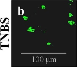 Invitrogen Donkey anti-Mouse IgG (H+L) Highly Cross-Adsorbed Secondary
