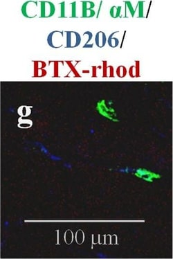 Invitrogen Donkey anti-Mouse IgG (H+L) Highly Cross-Adsorbed Secondary