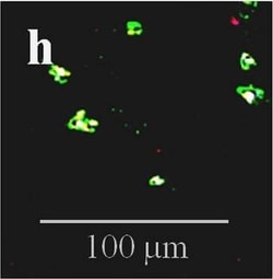 Invitrogen Donkey anti-Mouse IgG (H+L) Highly Cross-Adsorbed Secondary