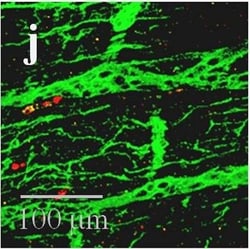 Invitrogen Goat anti-Mouse IgG (H+L) Highly Cross-Adsorbed Secondary Antibody,