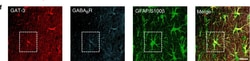 Invitrogen Donkey anti-Mouse IgG (H+L) Highly Cross-Adsorbed Secondary