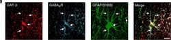 Invitrogen Donkey anti-Mouse IgG (H+L) Highly Cross-Adsorbed Secondary