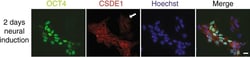 Invitrogen Goat anti-Rabbit IgG (H+L) Cross-Adsorbed Secondary Antibody,