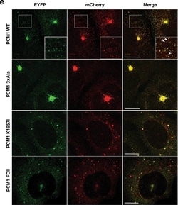 Invitrogen Goat anti-Rabbit IgG (H+L) Highly Cross-Adsorbed Secondary Antibody,
