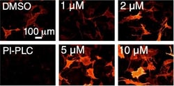 Invitrogen Donkey anti-Mouse IgG (H+L) Highly Cross-Adsorbed Secondary