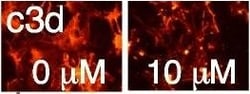 Invitrogen Donkey anti-Mouse IgG (H+L) Highly Cross-Adsorbed Secondary