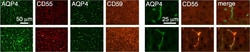 Invitrogen Donkey anti-Mouse IgG (H+L) Highly Cross-Adsorbed Secondary