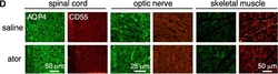 Invitrogen™ Donkey anti-Mouse IgG (H+L) Highly Cross-Adsorbed Secondary Antibody, Alexa Fluor™ 555