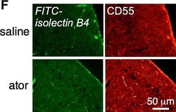 Invitrogen Donkey anti-Mouse IgG (H+L) Highly Cross-Adsorbed Secondary