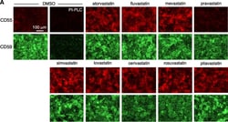 Invitrogen Donkey anti-Mouse IgG (H+L) Highly Cross-Adsorbed Secondary