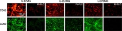 Invitrogen Goat anti-Rat IgG (H+L) Cross-Adsorbed Secondary Antibody, Alexa