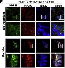 Invitrogen Goat anti-Rabbit IgG (H+L) Highly Cross-Adsorbed Secondary Antibody,