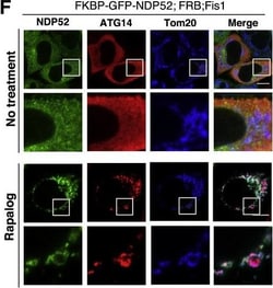 Invitrogen Goat anti-Rabbit IgG (H+L) Highly Cross-Adsorbed Secondary Antibody,