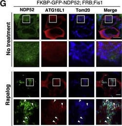 Invitrogen Goat anti-Mouse IgG (H+L) Highly Cross-Adsorbed Secondary Antibody,